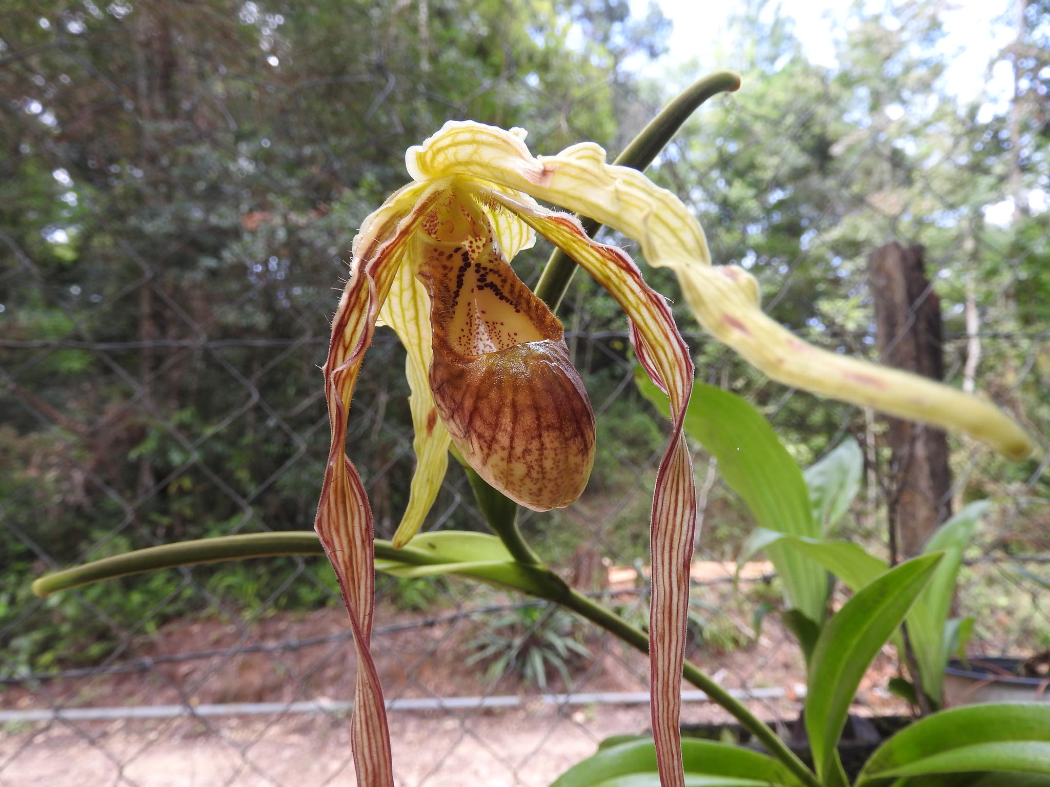 Phragmipedium exstaminodium